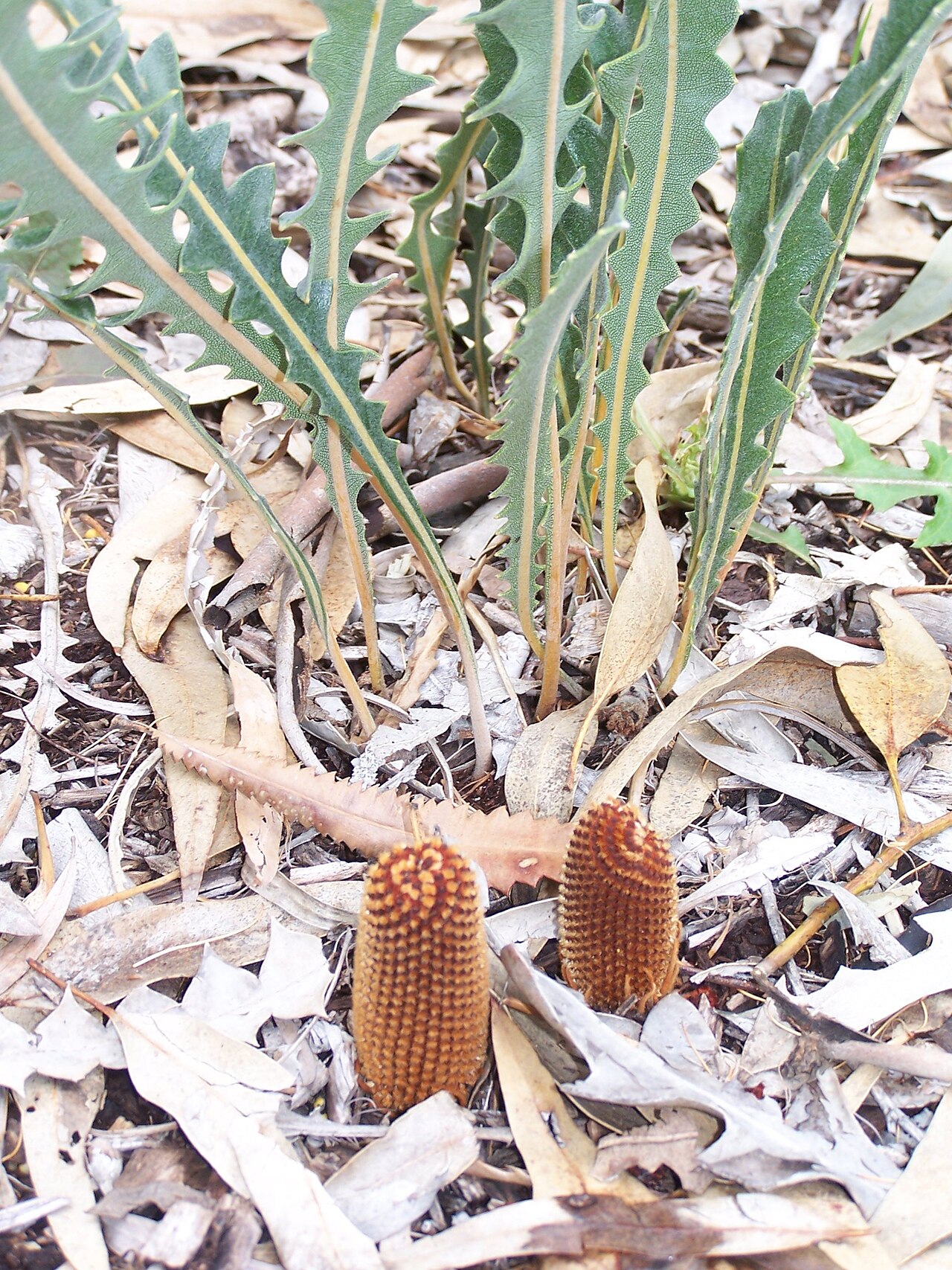 Banksia gardneri: prostrate banksia Banksia gardneri gardneri