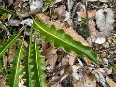 Banksia gardneri (Banksia gardneri)