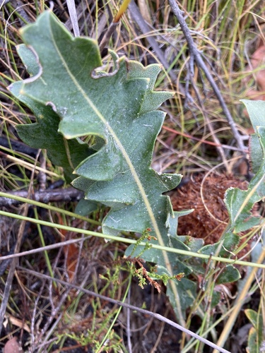 Banksia gardneri (Banksia gardneri)