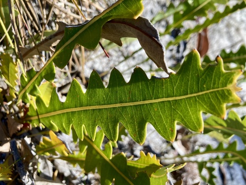 Banksia gardneri (Banksia gardneri)