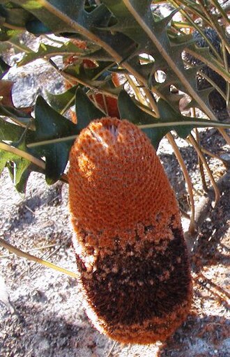 Banksia gardneri: Banksia gardneri, unusual bloom with black styles Near Albany September 2004. Photo: Cas Liber