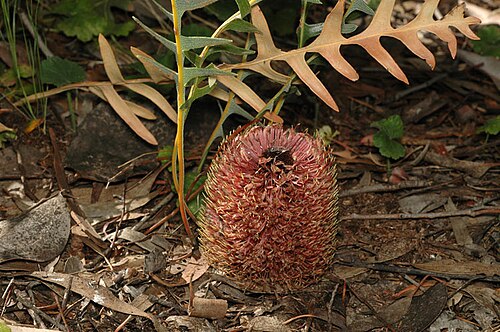 Banksia gardneri: Banksia gardneri var. hiemalis in the australian National Botanic Gardens, Canberra.