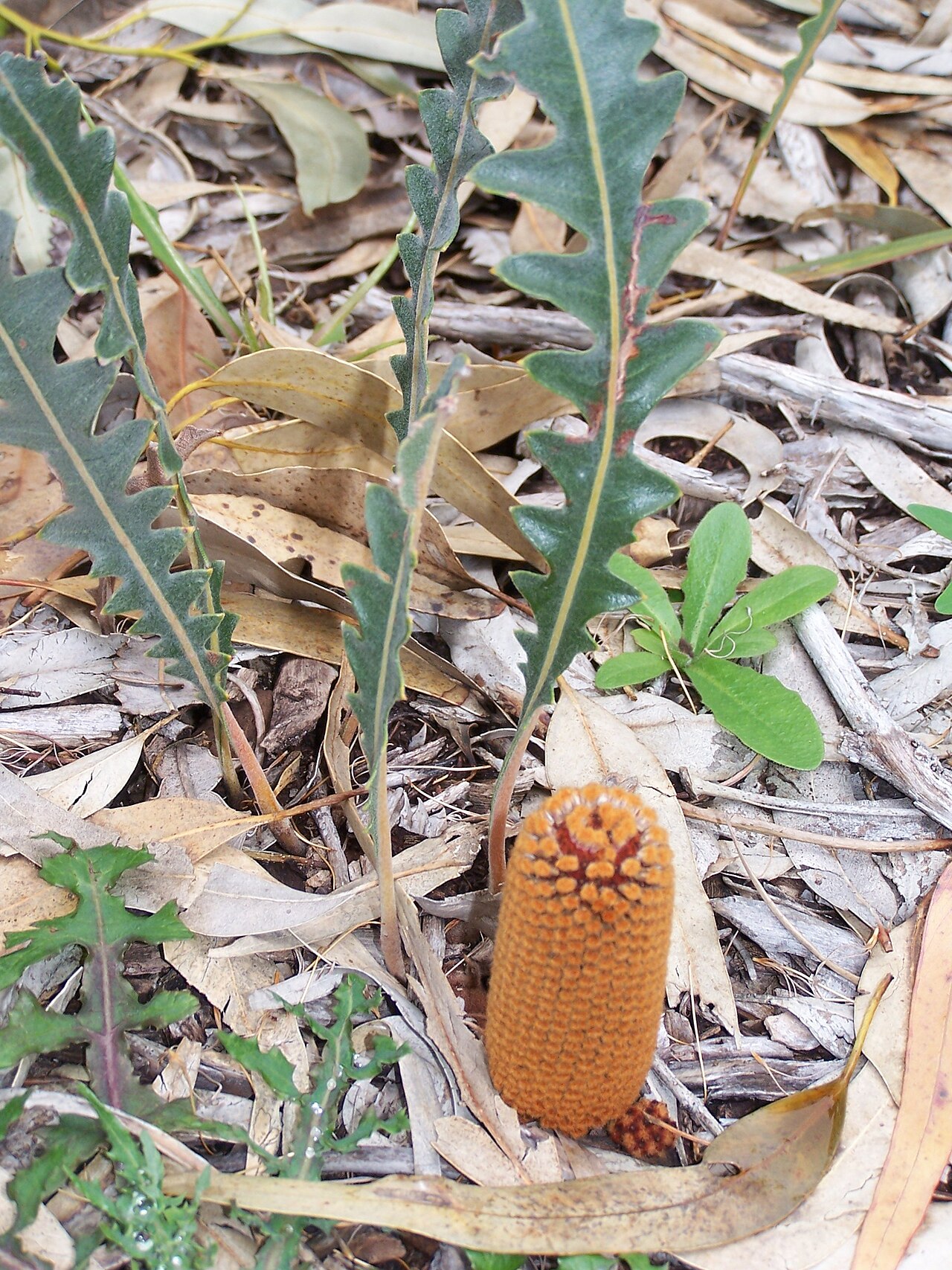 Banksia gardneri: prostrate banksia Banksia gardneri gardneri