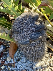 Banksia gardneri (Banksia gardneri)