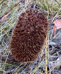 Banksia gardneri (Banksia gardneri)