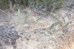 Banksia gardneri (Banksia gardneri)