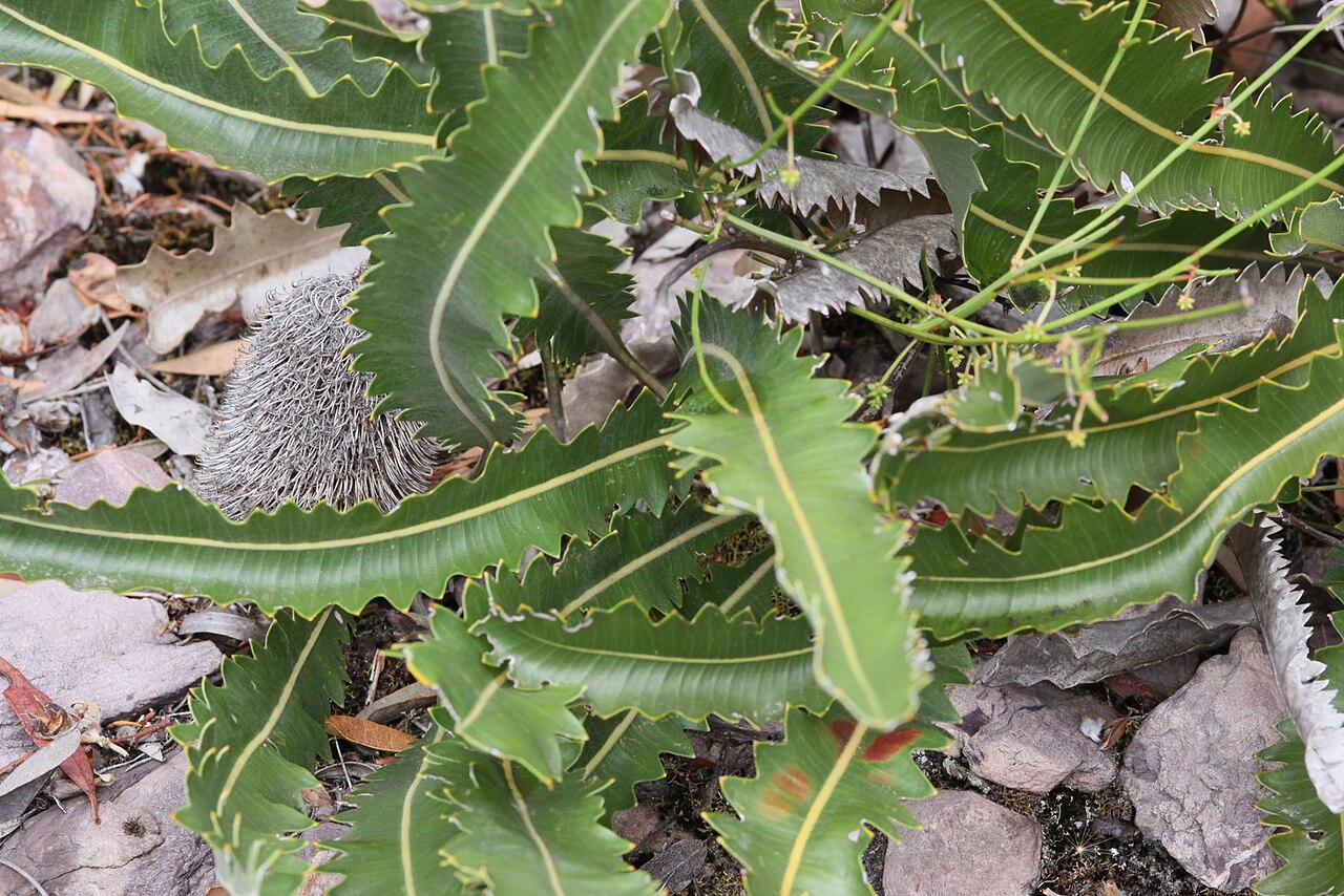 Banksia gardneri: Banksia gardneri var. brevidentata with old inflorescence at Mt Trio, Stirling Range National Park, WA