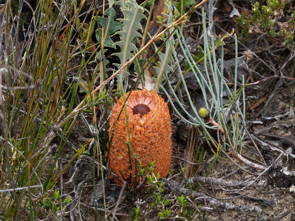 Banksia gardneri (Banksia gardneri)
