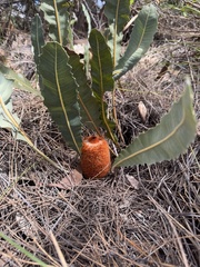 Good's banksia (Banksia goodii)