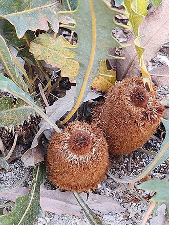 Good's banksia: Banksia goodii inflorescences, cult. Kings Park Botanic Garden