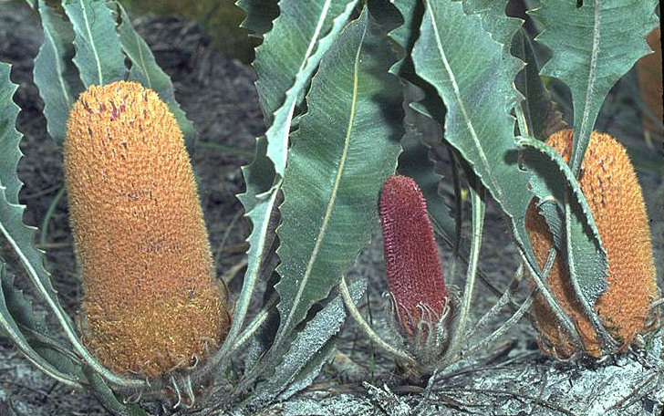 Good's banksia: Banksia goodii ar Milbrook Road, Albany, Western Australia