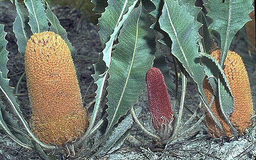 Good's banksia: Banksia goodii ar Milbrook Road, Albany, Western Australia