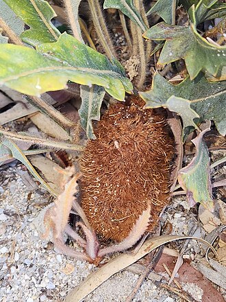 Good's banksia: Banksia goodii inflorescences, cult. Kings Park Botanic Garden