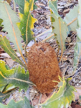 Good's banksia: Banksia goodii inflorescences, cult. Kings Park Botanic Garden