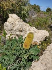 Beera (Banksia grandis)