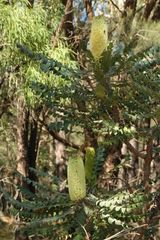 Beera (Banksia grandis)