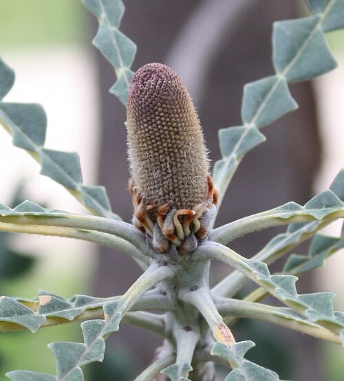 Beera: Inflorescence of Banksia grandis in very early bud.