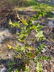 Beera (Banksia grandis)