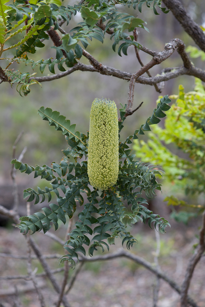 Beera (Banksia grandis)