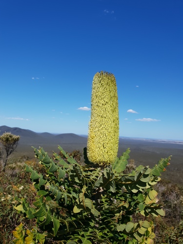 Beera (Banksia grandis)