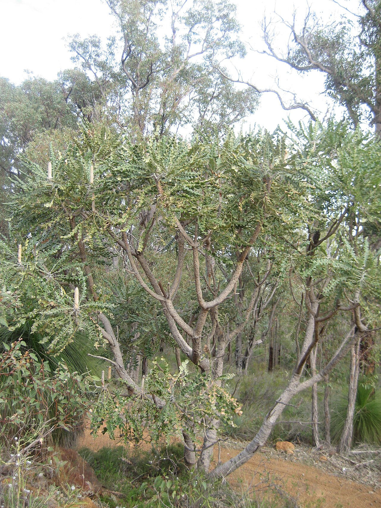 Beera: Banksia grandis