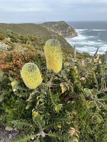 Beera (Banksia grandis)