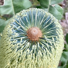 Beera (Banksia grandis)