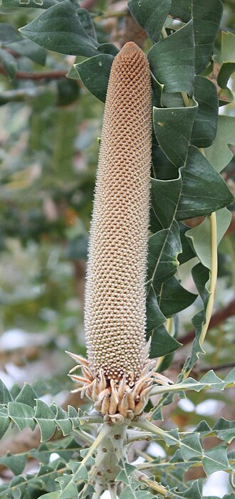 Beera: Inflorescence of Banksia grandis in early bud.