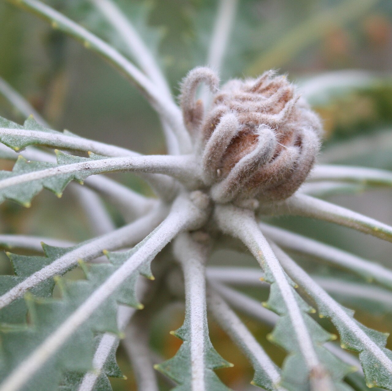 Beera: Floral bud of Banksia grandis , from which an infructescence will arise. At this early stage it is fully protected by its involucral bracts, and nothing else ca