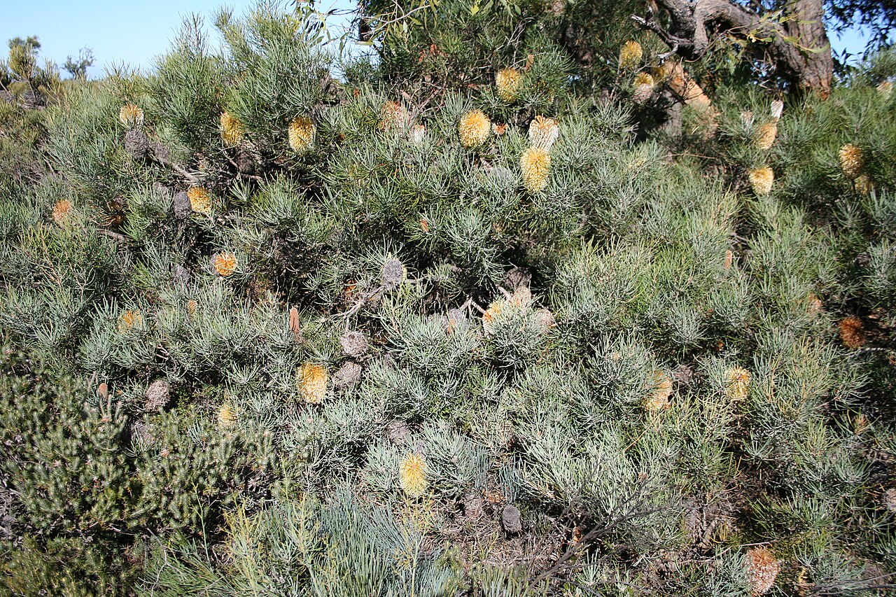 Banksia grossa: Banksia grossa (habit), Lara Downs