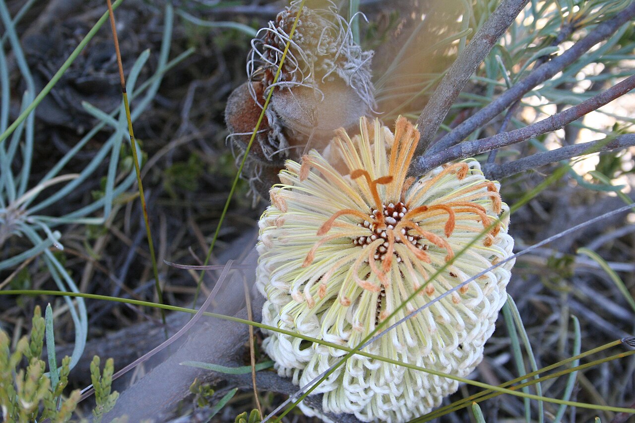 Banksia grossa: Banksia grossa, inflorescence in bud and old cone - north of Badgingarra