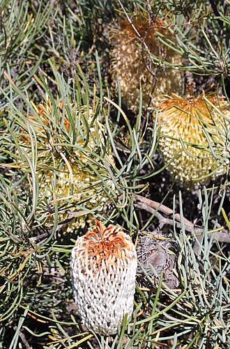 Banksia grossa: Banksia grossa, inflorescences - north of Badgingarra