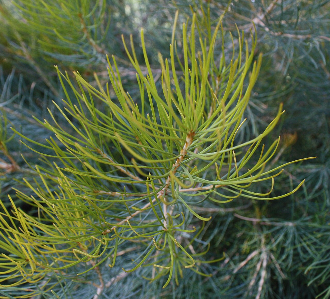 Banksia grossa: Foliage of Banksia grossa , in cultivation, Kings Park, Perth, Western Australia