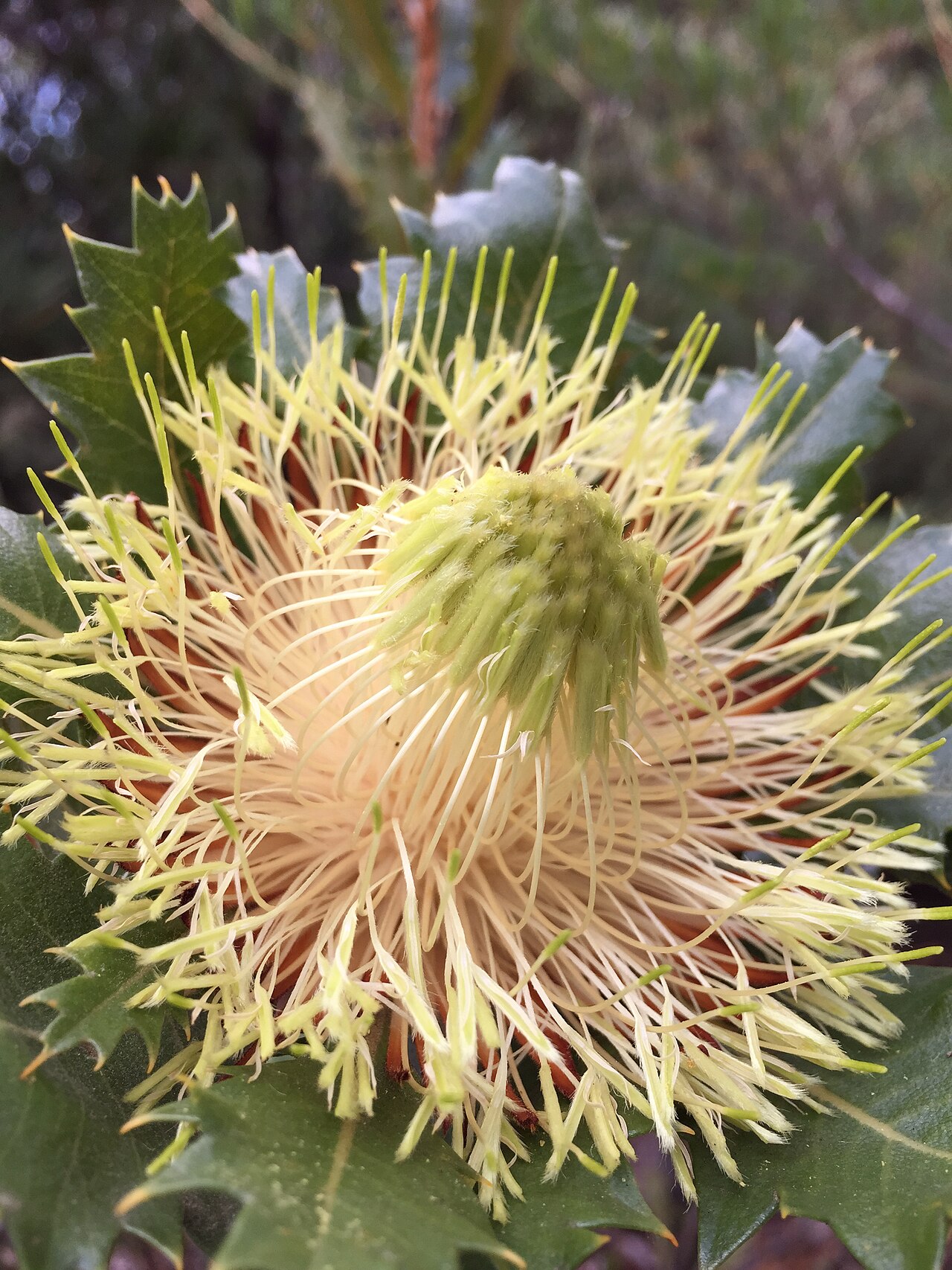 Banksia heliantha: Banksia heliantha, Australian National Botanic Gardens
