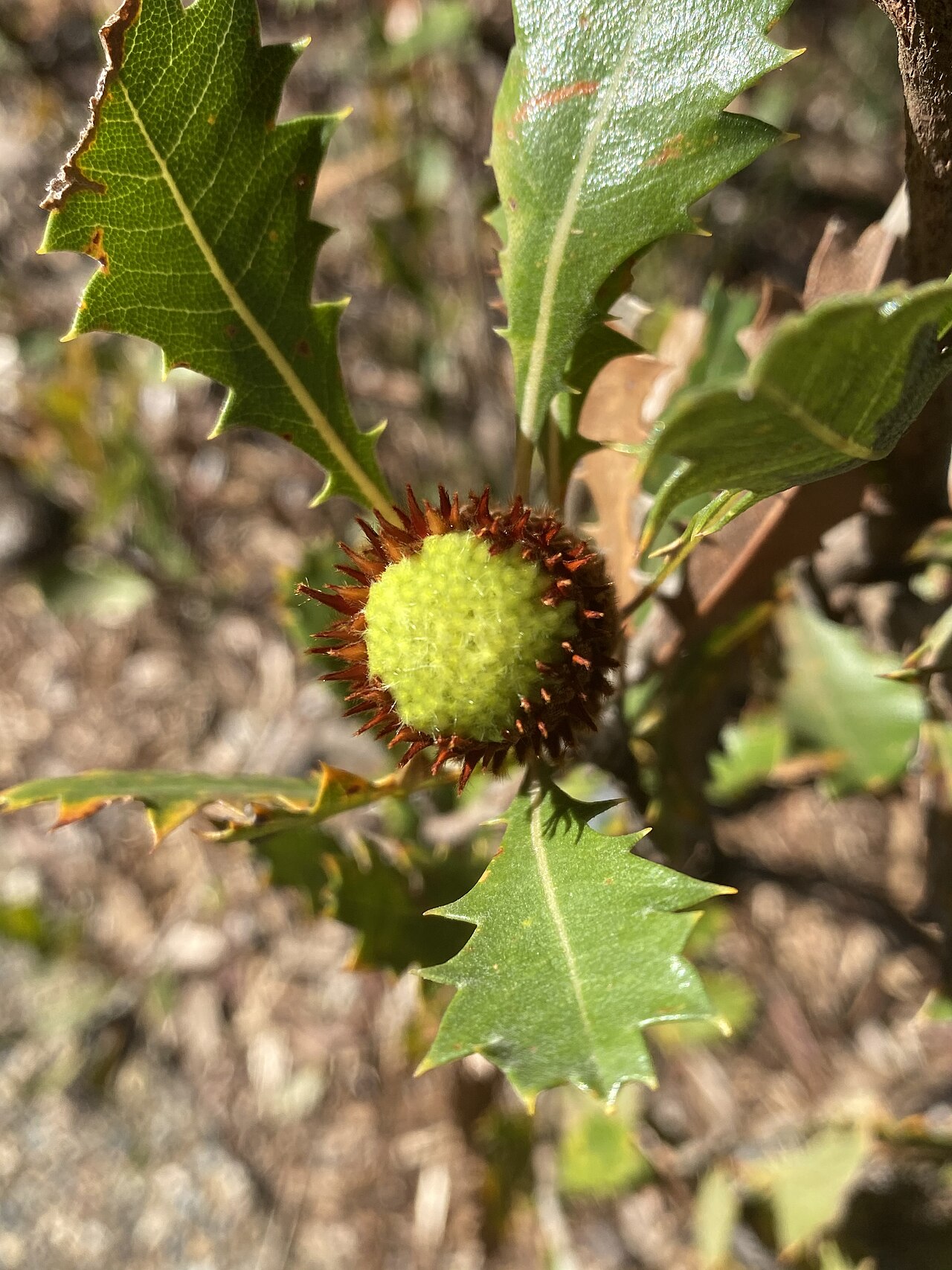 Banksia heliantha: Banksia heliantha flower & foliage