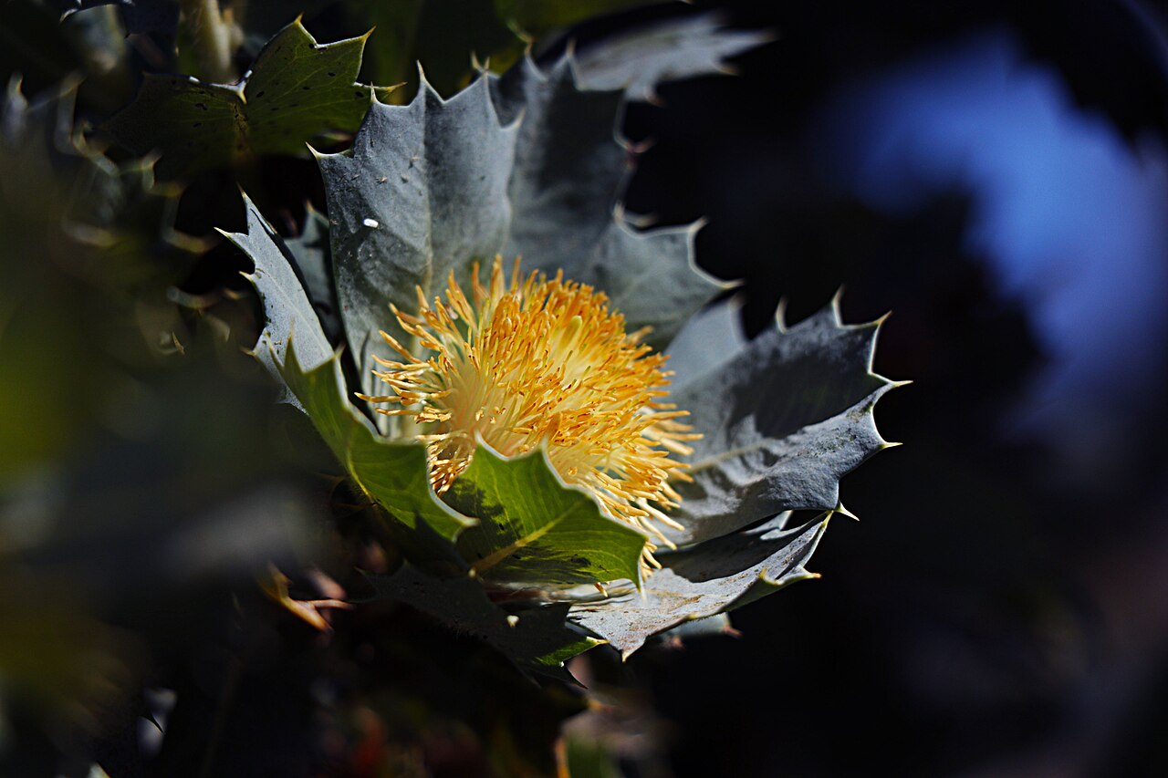 Banksia heliantha: Banksia Heliantha blooming found in Walyunga National Park