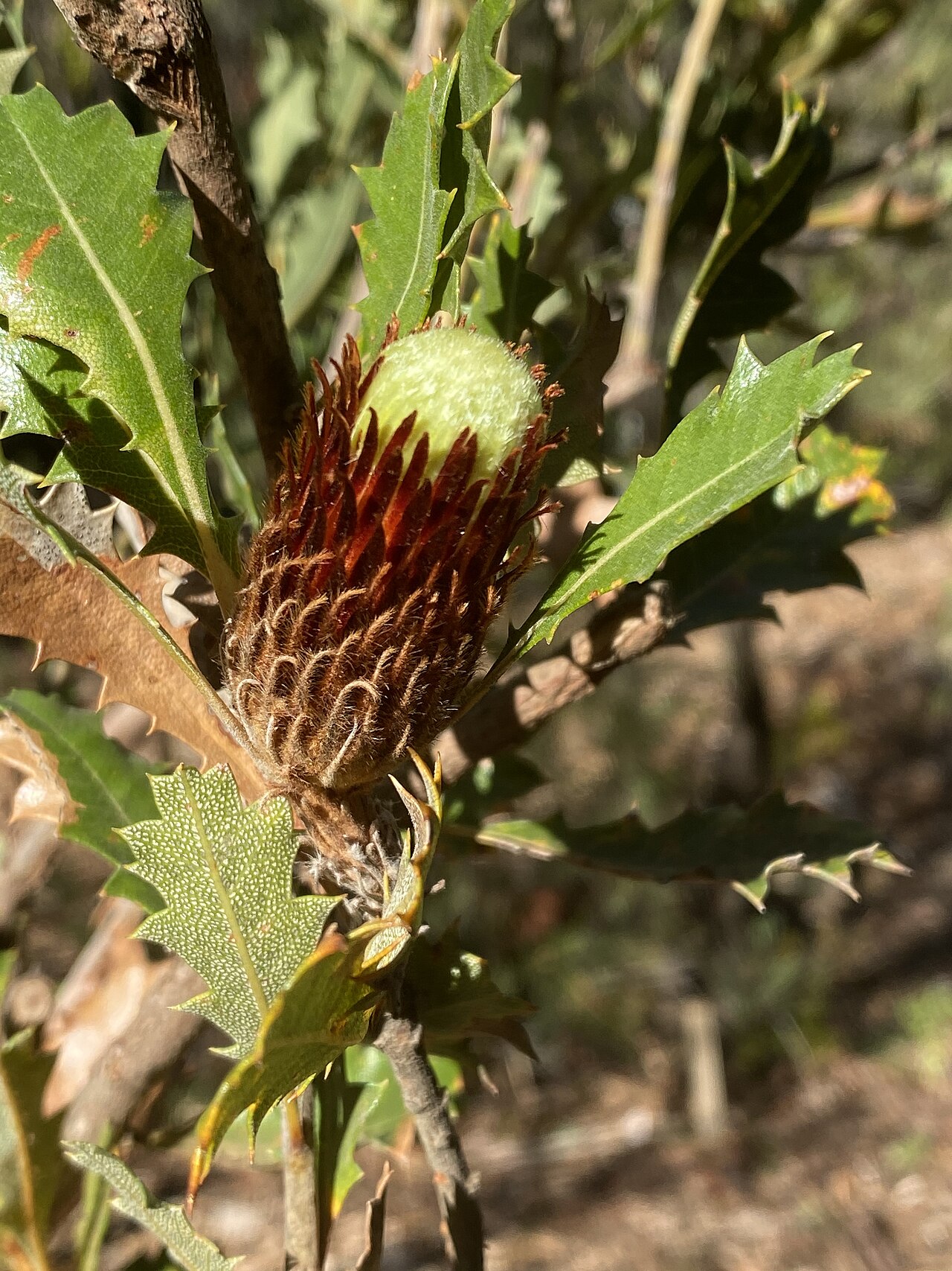 Banksia heliantha: Banksia heliantha flower & foliage