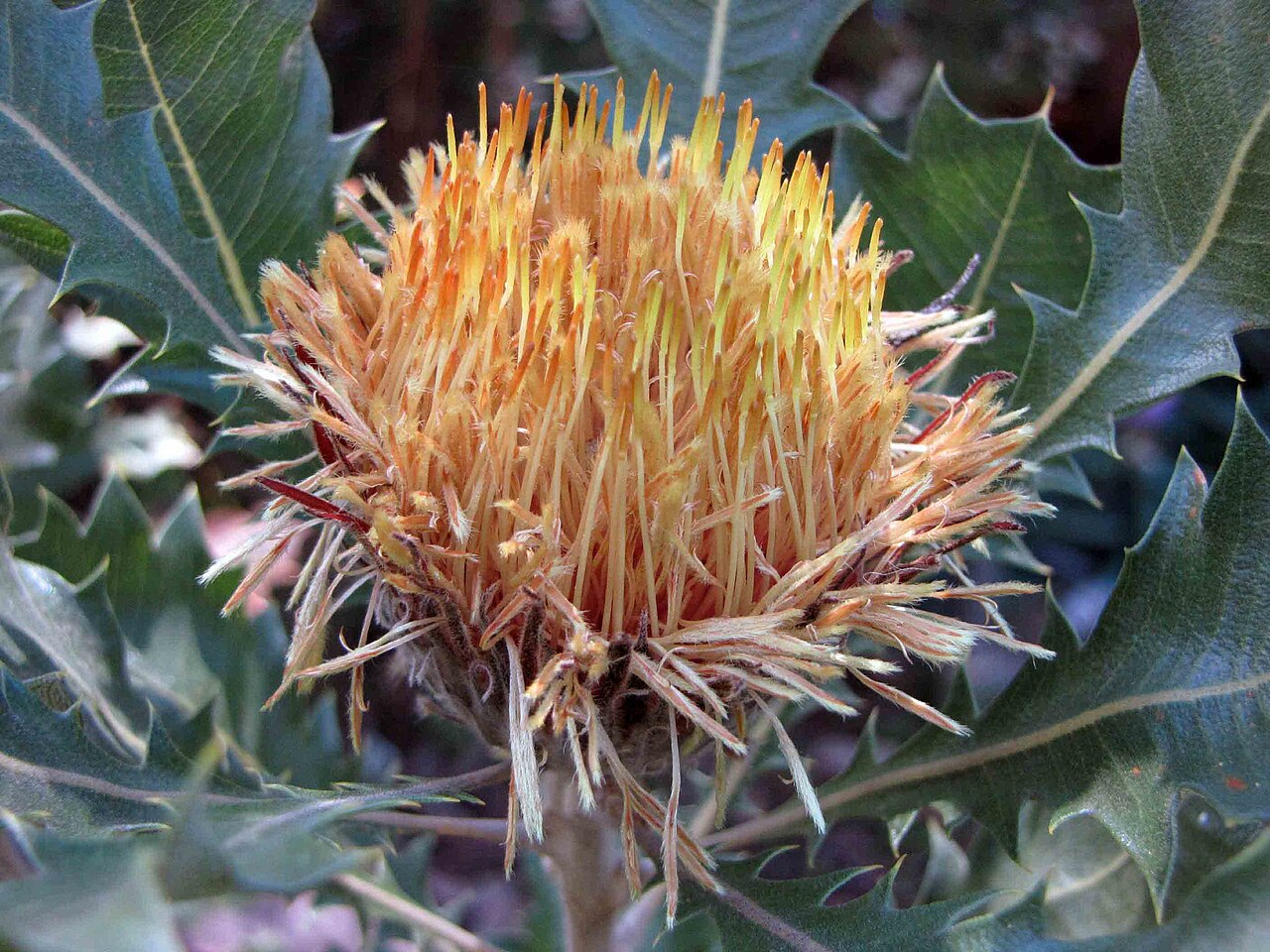 Banksia heliantha: Oak-leaved Dryandra