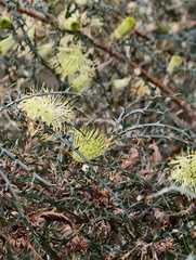 Banksia hewardiana (Banksia hewardiana)