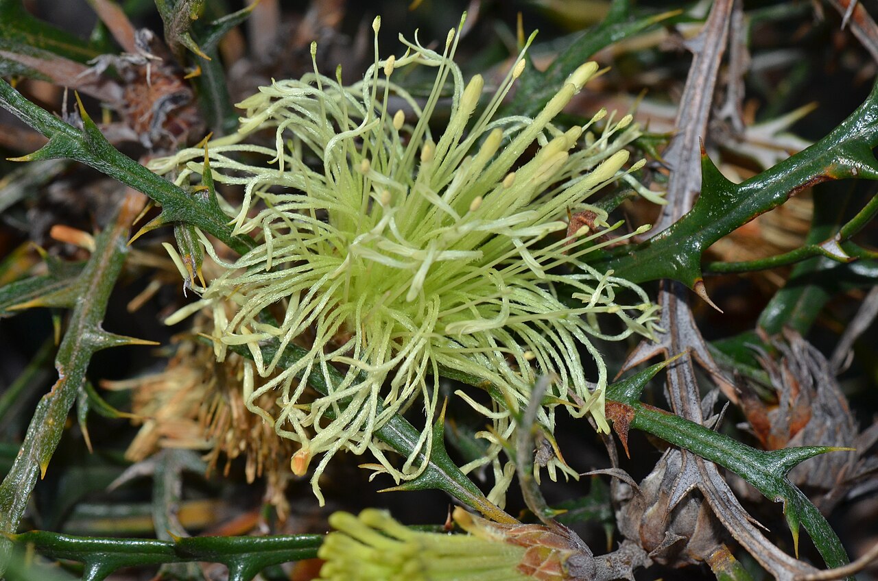 Banksia hewardiana: Banksia hewardiana Such a prickly shrub.