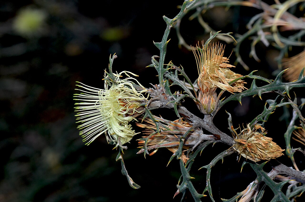Banksia hewardiana: Banksia hewardiana Such a prickly shrub.
