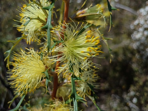 Banksia hewardiana (Banksia hewardiana)