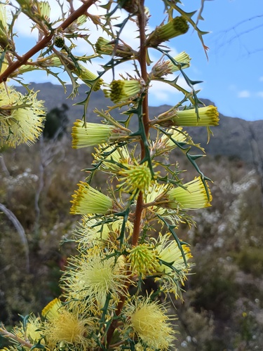 Banksia hewardiana (Banksia hewardiana)