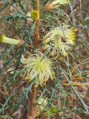 Banksia hewardiana (Banksia hewardiana)