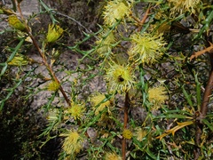 Banksia hewardiana (Banksia hewardiana)