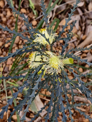 Banksia hewardiana (Banksia hewardiana)