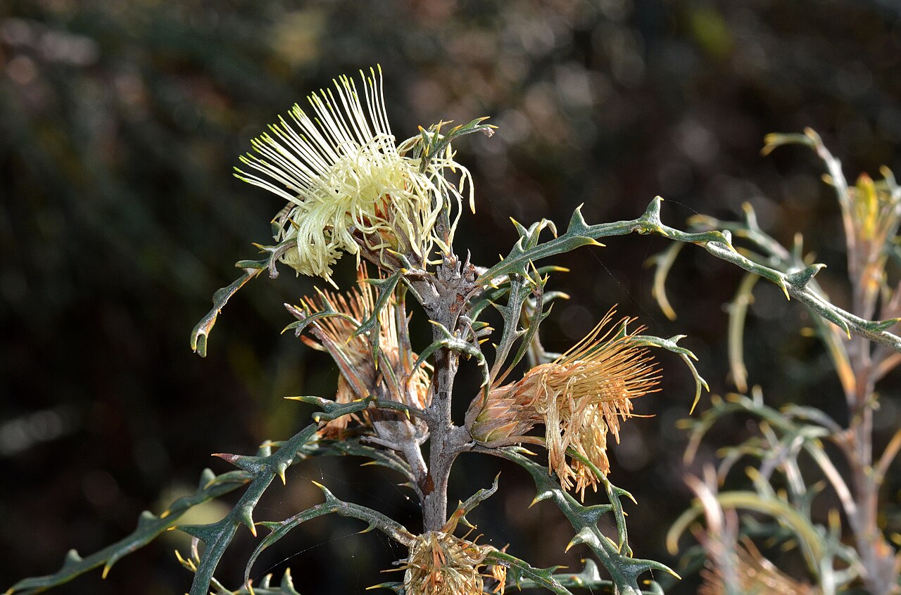 Banksia hewardiana: Banksia hewardiana Such a prickly shrub.