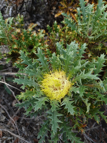 Banksia hirta (Banksia hirta)