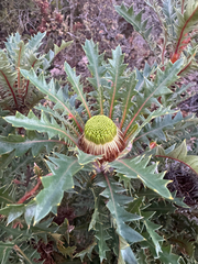 Banksia hirta (Banksia hirta)