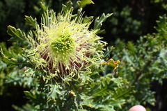 Banksia hirta (Banksia hirta)